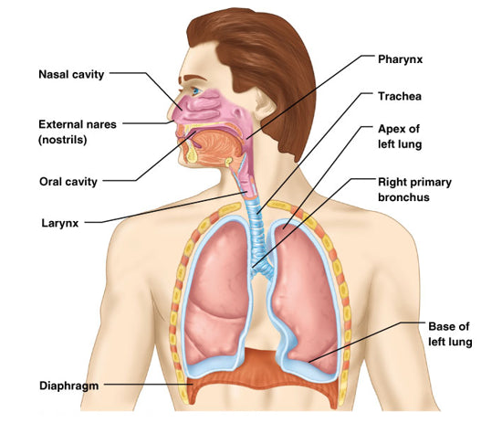 Nasal breathing deals